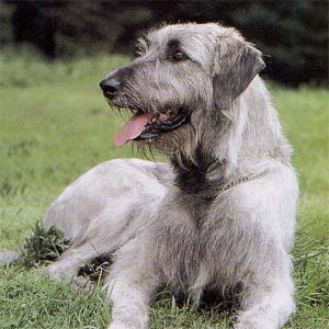 �A�C���b�V���E���t�n�E���h