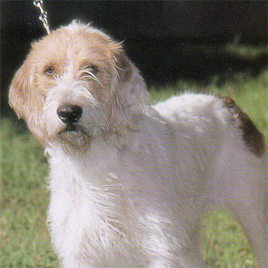 �I�b�^�[�n�E���h