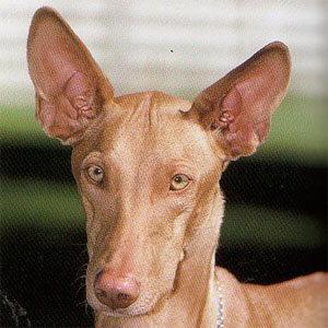 �t�@���I�n�E���h