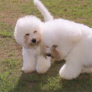 �r�V�����t���[�[