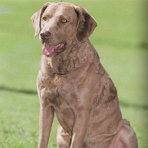 �`�F�T�s�[�N�x�C���g���o�[