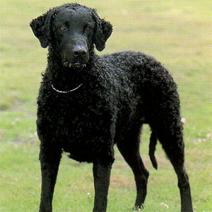 �J�[���[�R�[�e�b�h���g���o�[