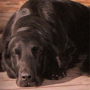 �t���b�g�R�[�e�b�h���g���o�[