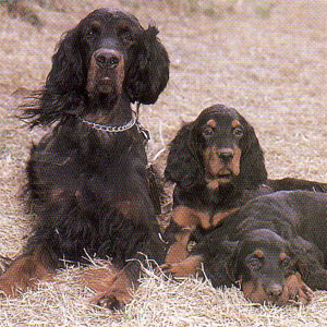 �S�[�h���Z�b�^�[