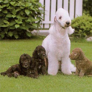 �x�h�����g���e���A