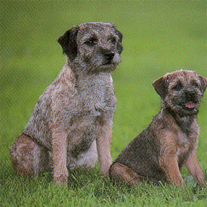 �{�[�_�[�e���A