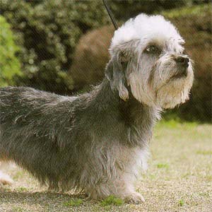 �_���f�B�f�B�������g�e���A