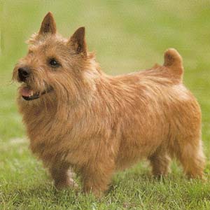 �m�[���b�`�e���A