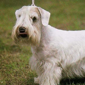 �V�[���n���e���A