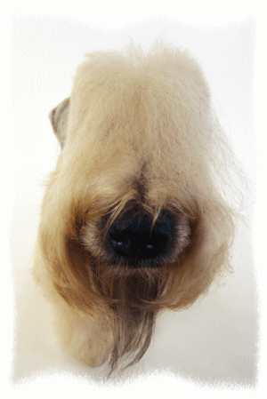 �\�t�g�R�[�e�b�h�E�B�[�g���e���A