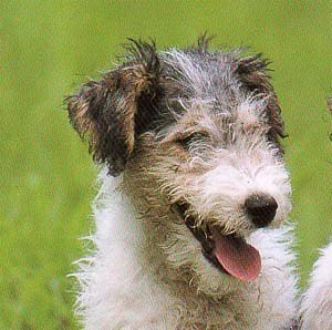 ���C�A�[�t�H�b�N�X�e���A