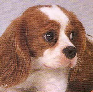 �L���o���A�L���O�`���[���Y�X�p�j�G��