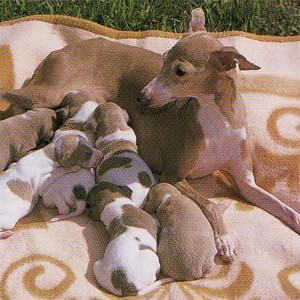 �C�^���A���O���[�n�E���h