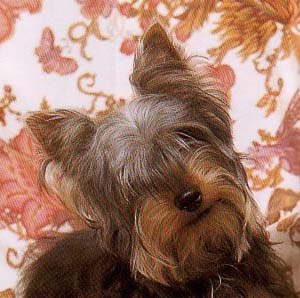 �V���L�[�e���A