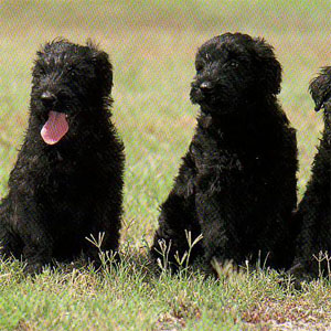 �W���C�A���g�V���i�E�U�[