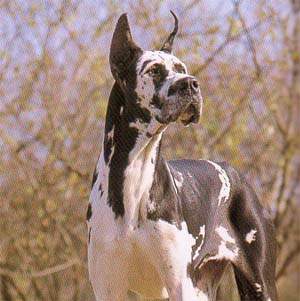 �O���[�g�f�[��