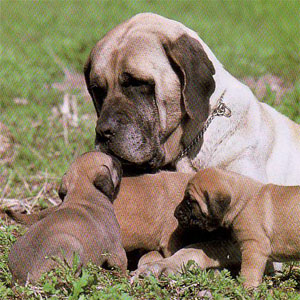 �}�X�e�B�t